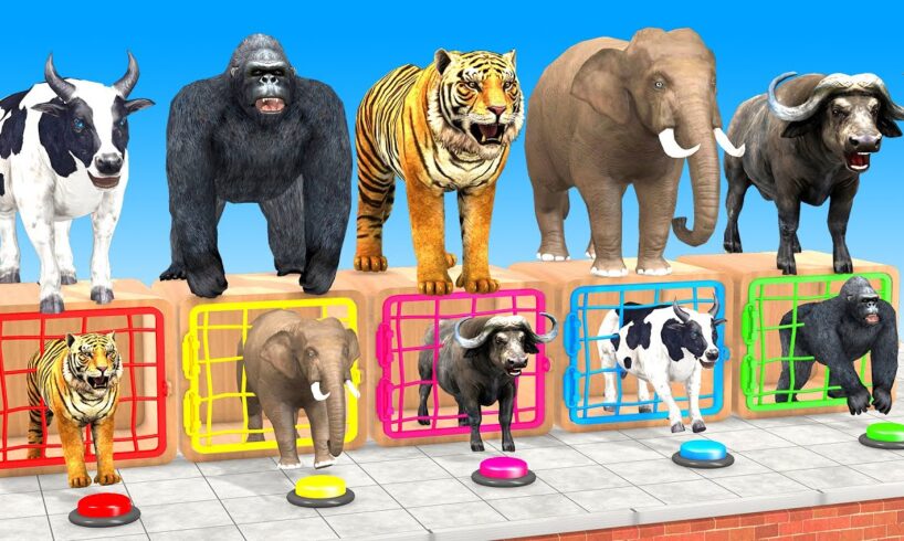 Long Slide Game with Elephant Gorilla Hippopotamus Tiger - 3d animal cage game - funny 3d animals