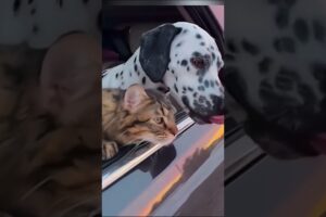 Love of cat and dog.cat.dog.kitten.animals.Best funniest animal videos of the week2024. funny pets