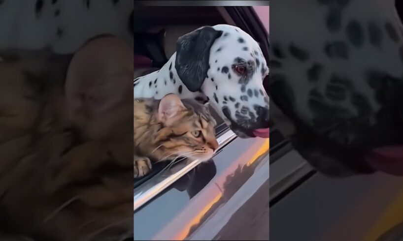 Love of cat and dog.cat.dog.kitten.animals.Best funniest animal videos of the week2024. funny pets