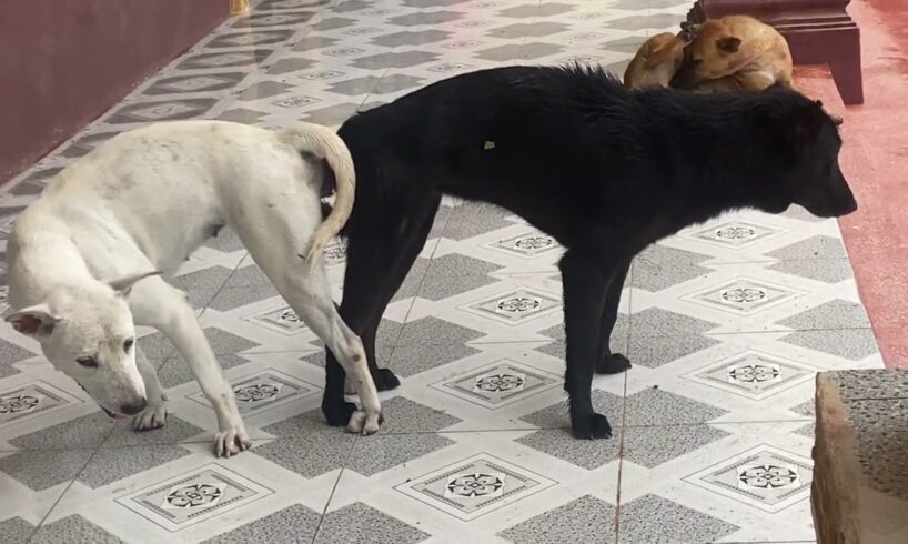 Love on the floor. Cute Puppies 😍😍😍😍