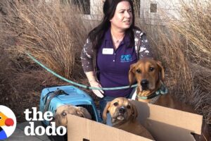 Mama Dog Left Outside Shelter Tied To Her Babies | The Dodo