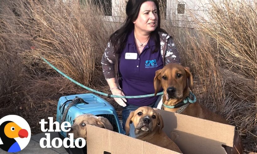 Mama Dog Left Outside Shelter Tied To Her Babies | The Dodo