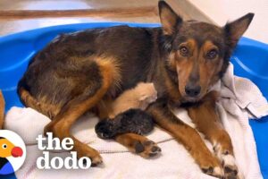 Mama Dog Who Lost Her Puppies Was Heartbroken Until She Got Kittens | The Dodo