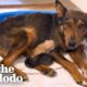 Mama Dog Who Lost Her Puppies Was Heartbroken Until She Got Kittens | The Dodo