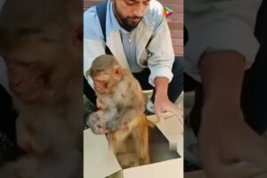 Man Rescues Injured Monkey on Roadside #animals #rescue #shortvideo #shorts