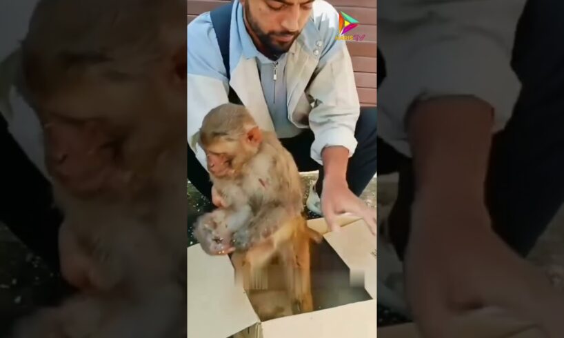 Man Rescues Injured Monkey on Roadside #animals #rescue #shortvideo #shorts