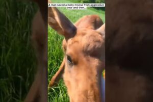 Man Rescues Moose, Now They're Best Friends in This Heartwarming Story||#wild #animals#heartwarming