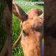 Man Rescues Moose, Now They're Best Friends in This Heartwarming Story||#wild #animals#heartwarming