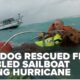 Man, dog rescued from boat by Coast Guard during Hurricane Helene