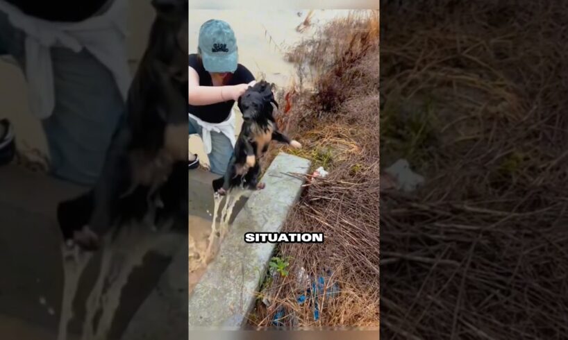 Man saved the life of a little dog #shortvideo #rescue #animals #respect