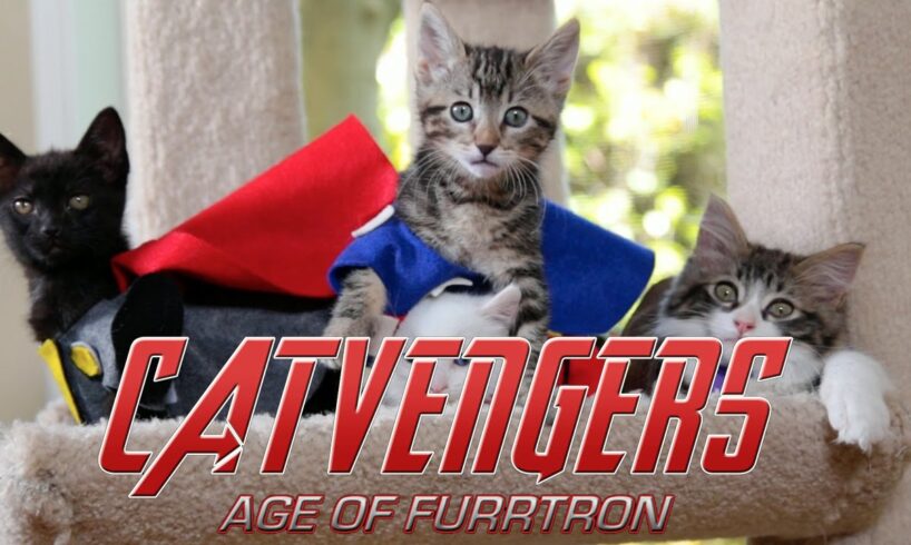 Marvel's Avengers: Age of Ultron (Cute Kitten Version)