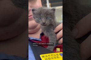 Meet "Milton" the kitten rescued from hurricane floodwaters