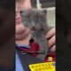 Meet "Milton" the kitten rescued from hurricane floodwaters