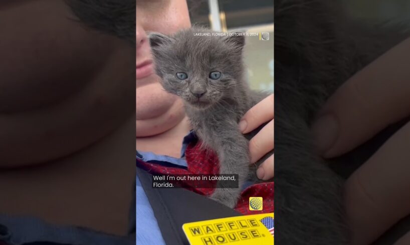 Meet "Milton" the kitten rescued from hurricane floodwaters