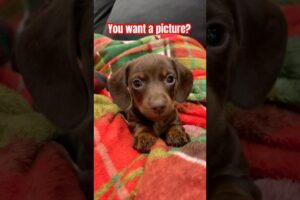 Mini DACHSHUND Puppies Photoshoot! #minidachshund #cutepuppy #puppy #dachshund #cute #trend#cutedog