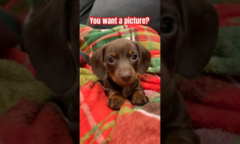 Mini DACHSHUND Puppies Photoshoot! #minidachshund #cutepuppy #puppy #dachshund #cute #trend#cutedog