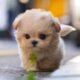 Mini size teacup maltipoo 'Kimchi' is so adorable puppy❣