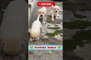 Minutes with World's CUTEST Puppies❣️ | Funny Things do Puppy | Golden Retriever #shorts #dog #puppy