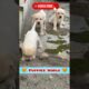 Minutes with World's CUTEST Puppies❣️ | Funny Things do Puppy | Golden Retriever #shorts #dog #puppy