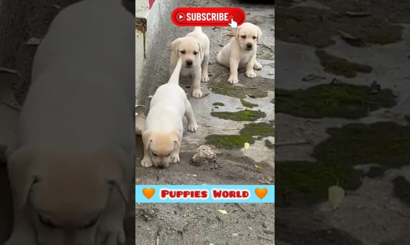 Minutes with World's CUTEST Puppies❣️ | Funny Things do Puppy | Golden Retriever #shorts #dog #puppy