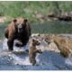 Moments Bears Meet The Wrong Opponent Caught On Camera | Animal Fights