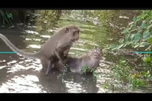 Monkeys playing with each other#@001 8#monkey #animals