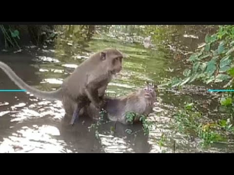 Monkeys playing with each other#@001 8#monkey #animals