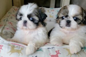 Most  Adorable Shih Tzu Puppies 🐶