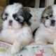 Most  Adorable Shih Tzu Puppies 🐶