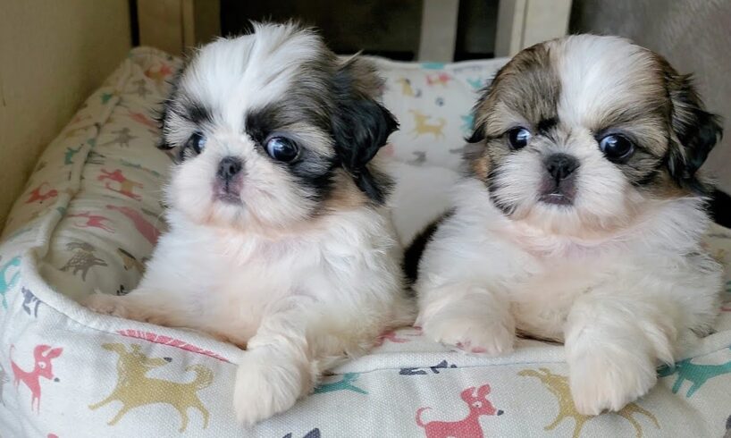 Most  Adorable Shih Tzu Puppies 🐶