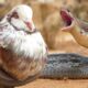 Most Amazing Moments Of Wild Animal Fights! What Happens Next In Animal World?