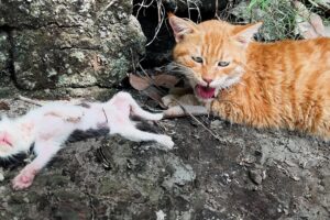 Mother Cat Brought us a Dying Baby Kitten: Unbelievable Rescue!