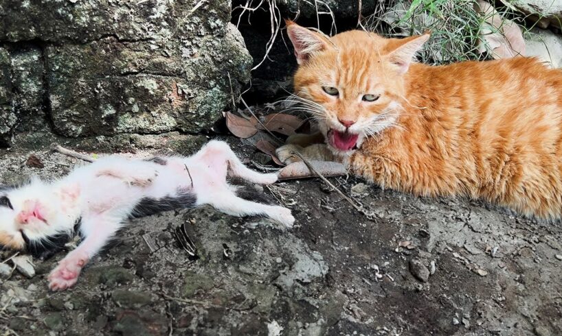 Mother Cat Brought us a Dying Baby Kitten: Unbelievable Rescue!