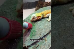 My Bearded Dragon Is Dying!! (Part 44) 😰🦎#shorts