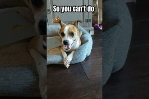 My dog's daily routine🤣 #dog #puppy #cute #funnydog