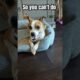 My dog's daily routine🤣 #dog #puppy #cute #funnydog