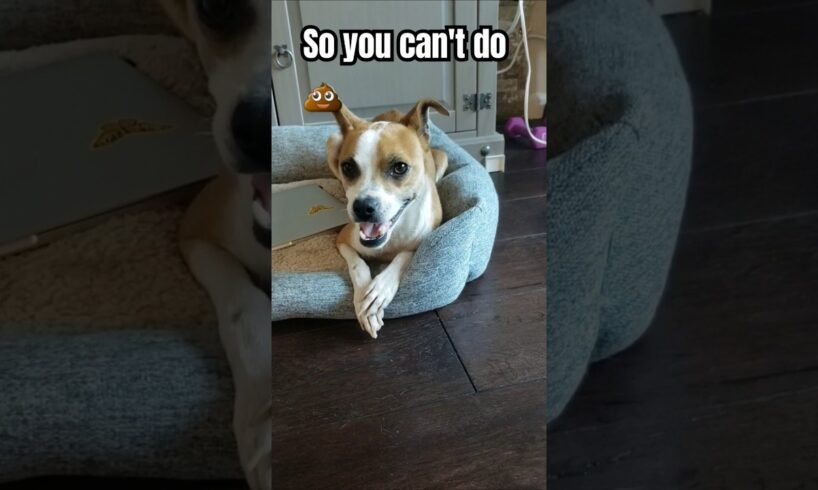 My dog's daily routine🤣 #dog #puppy #cute #funnydog