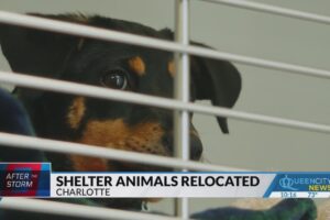 Nearly 60 shelter animals rescued from WNC, brought to CLT