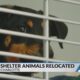 Nearly 60 shelter animals rescued from WNC, brought to CLT