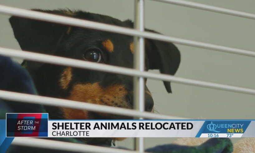 Nearly 60 shelter animals rescued from WNC, brought to CLT