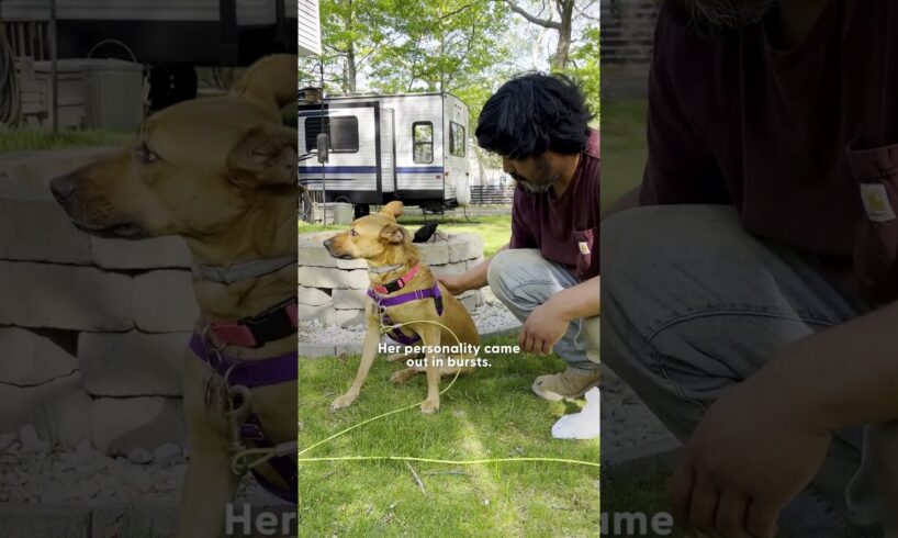 No One Gave This Shy Shelter Pup A Chance Until... | The Dodo