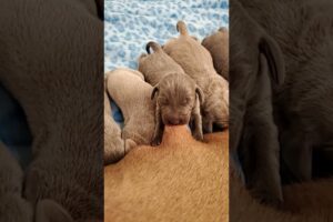 Nursing Puppies! #Shorts #Weimaraners