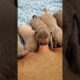 Nursing Puppies! #Shorts #Weimaraners