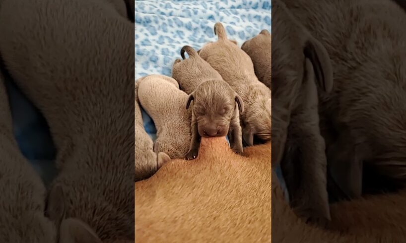 Nursing Puppies! #Shorts #Weimaraners