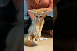 One year with a Fennec Fox! 🦊