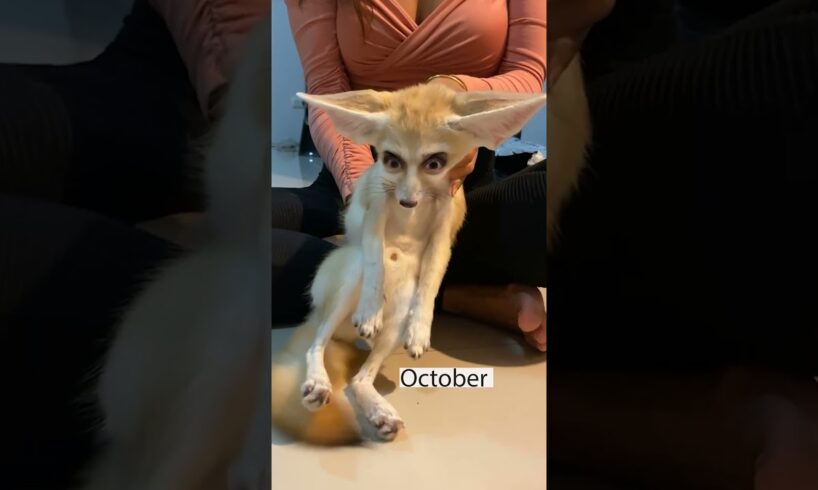 One year with a Fennec Fox! 🦊