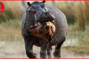 Painful Moments! Injured Lion Fights Hippo, Fails Before The Ferocious Prey | Animal Fight