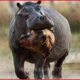 Painful Moments! Injured Lion Fights Hippo, Fails Before The Ferocious Prey | Animal Fight