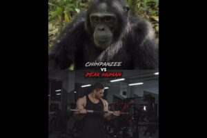 Peak Human Vs Chimpanzee | #1v1 #youtubeshorts #shorts