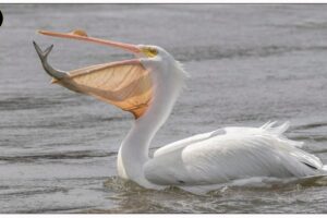 Pelicans - Kingdom of Danger and Cunning | Animal Fights